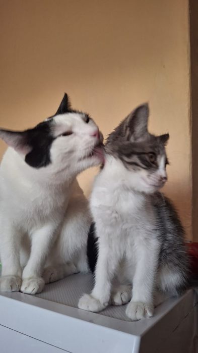 Отдаём котёнка мальчика, срочно