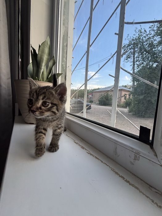 Котенок девочка в добрые руки!!!