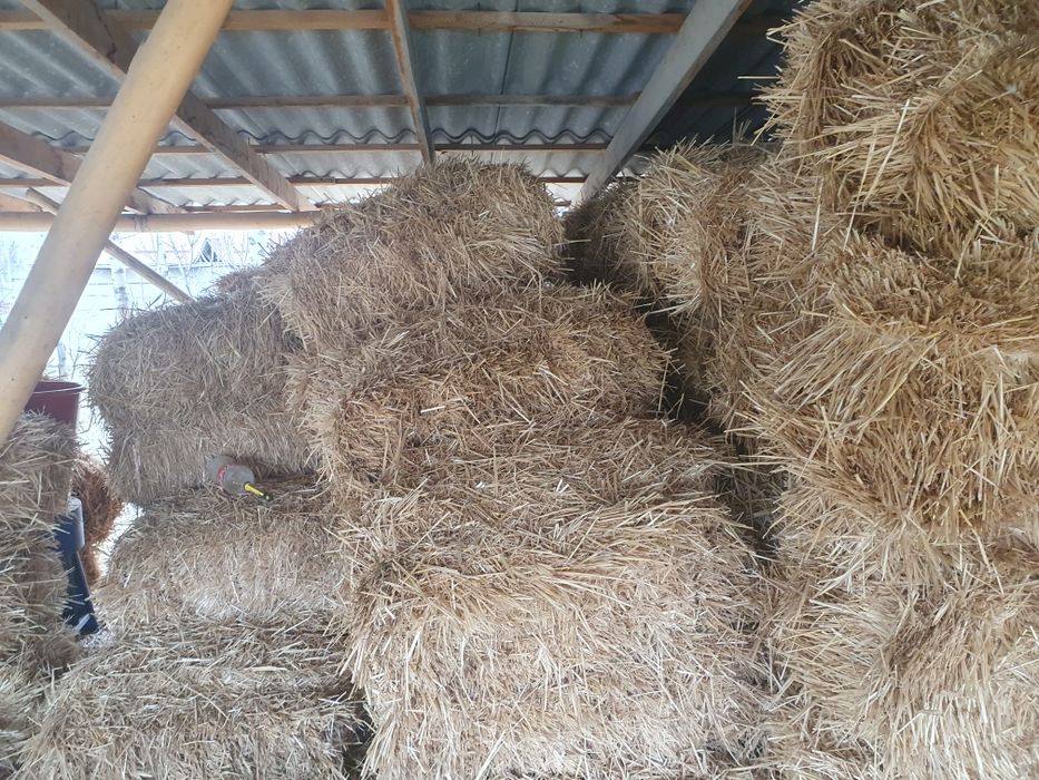 Сомон пресс котта