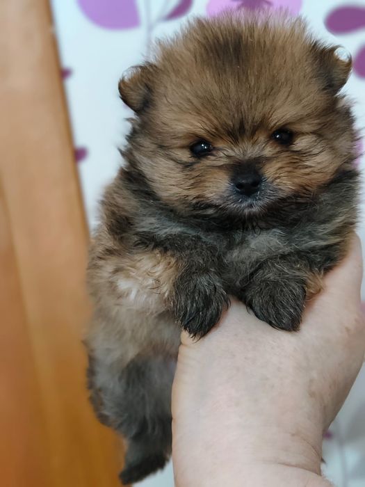 Очаровательные щенки шпица.