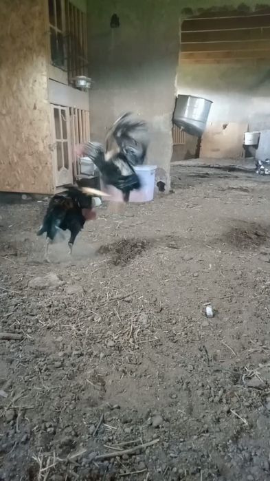 Сатамын дакан шоже 40000