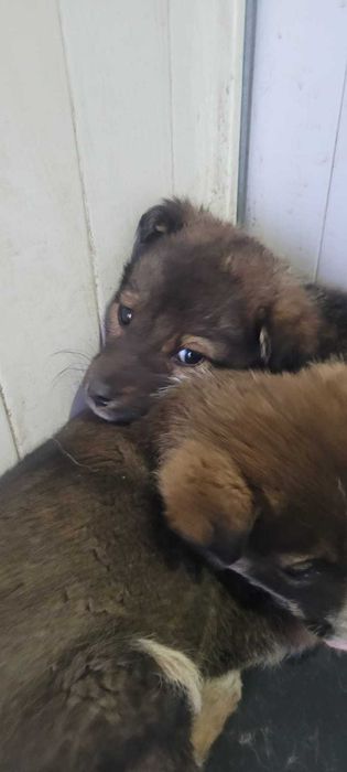 Щенки в добрые руки