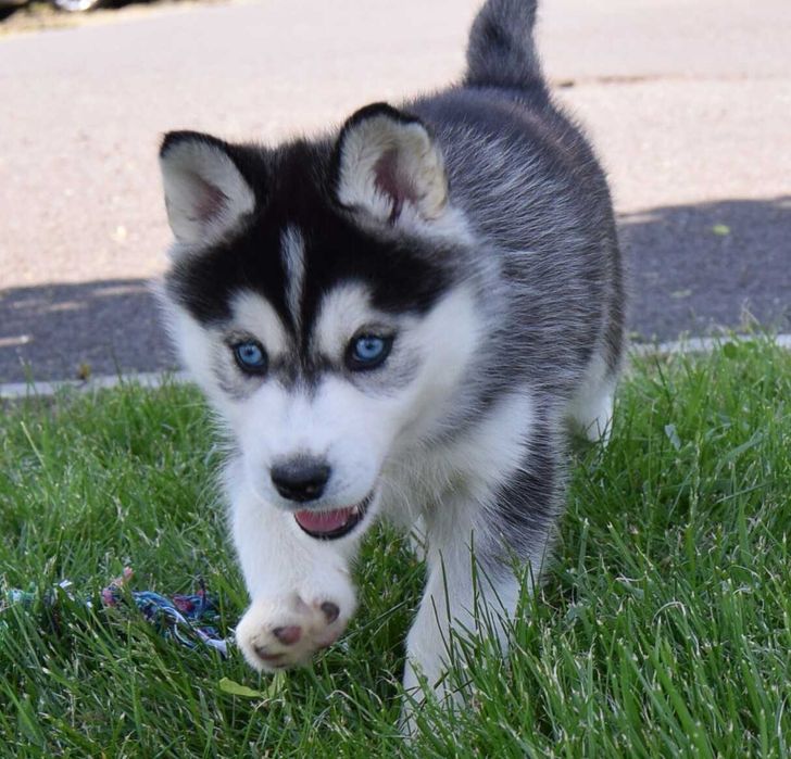 Pui Husky Siberian, părinți multipli campioni!