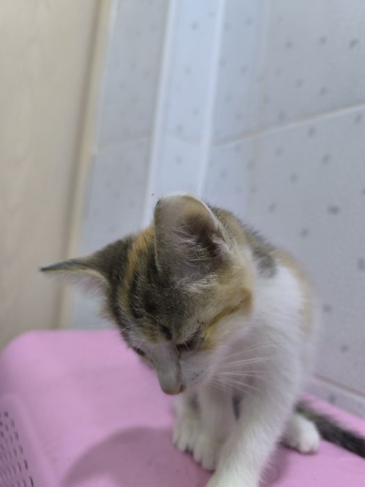 Отдам котят в добрые руки