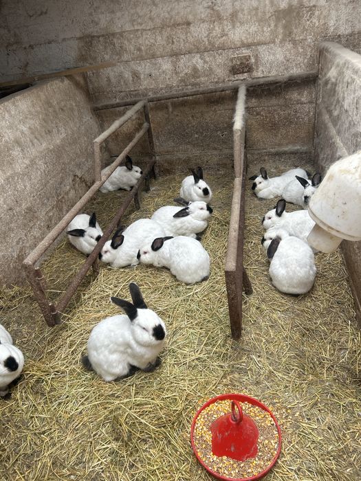 Vand iepuri californieni