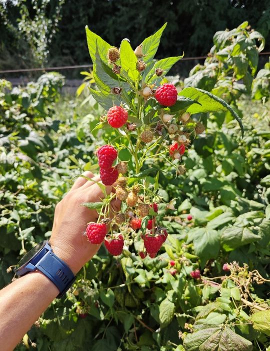 Саженцы малины маравилла