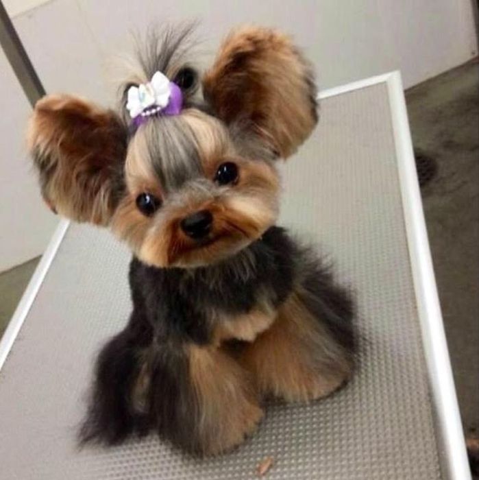 стрижка собак