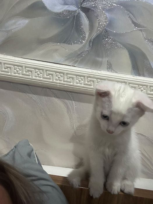 Отдадим в добрые руки
