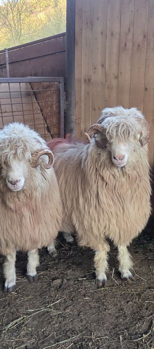 Berbeci băli și Noatini