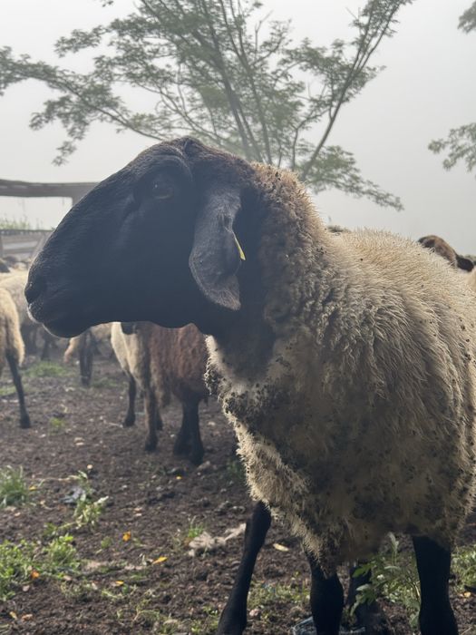 --Vand oi Țigaie---