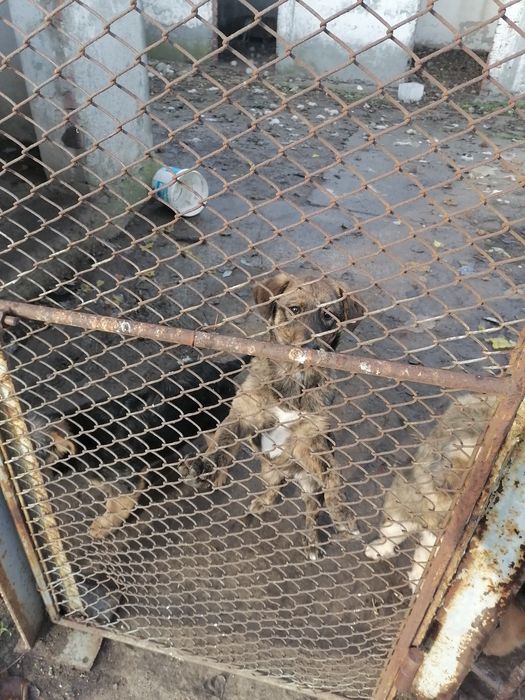 Donez catei de rasa  are vaccin