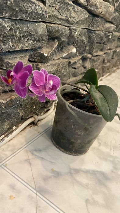 Орхидея в горшке домашняя