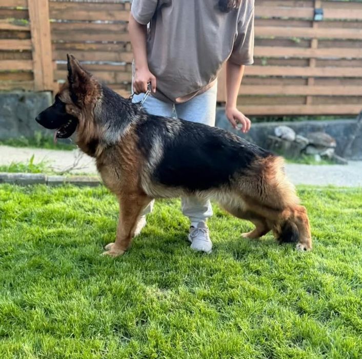 Pui ciobanesc german cu pedigree