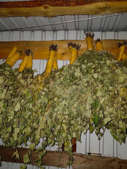 Продам веники для бани береза