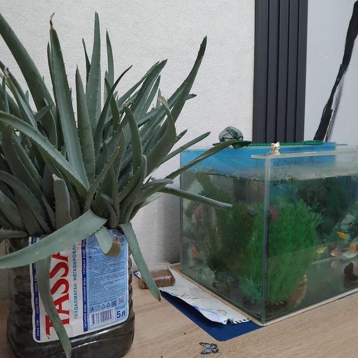 Аллое народное лечебное