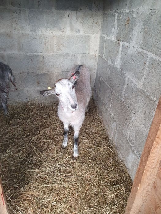 Iada carpatina montata