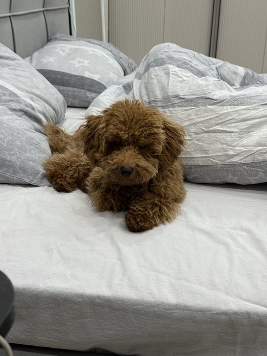 Щенок Той пудель мальчик