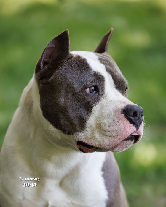 Для вязки кобель Амстаффа