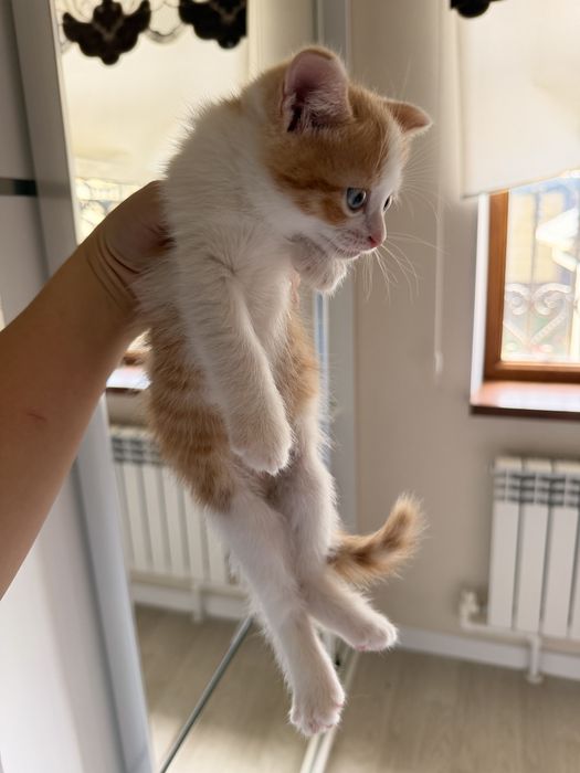 вислоухие котята продаю