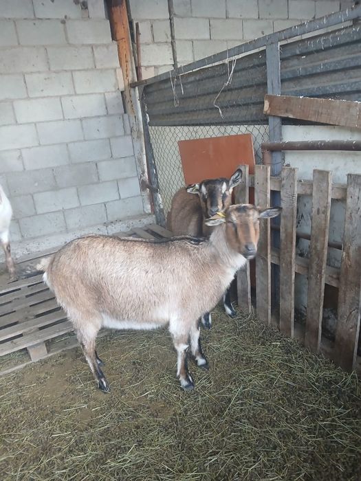 Ешкі теке козы лақ