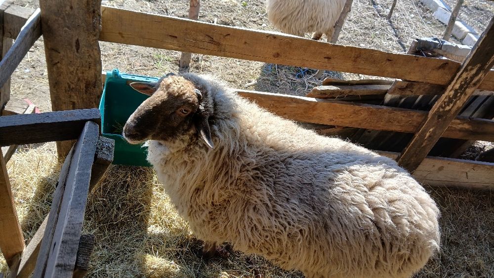 Vând berbec carabaș de 1 an .