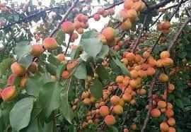 Саженцы Абрикосов. Абрикосы Алматы и область