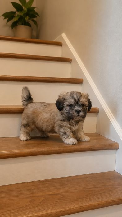 Shih tzu  preț foarte mic ajut cu transport în țară