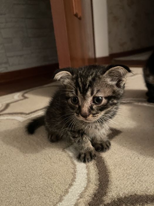 Котенки.        .