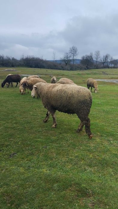 Ил дьо Франс- коч
