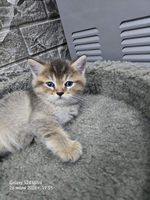 Котята серебристая и золотая шиншила