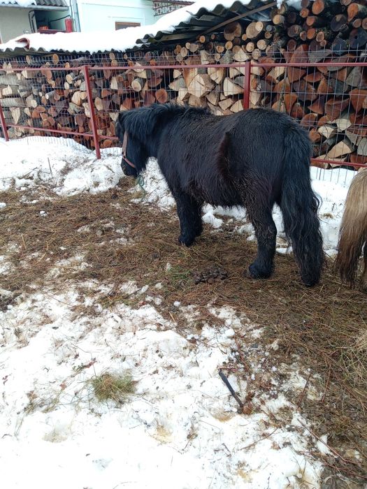 Vând poneiță de 6 ani gestantă