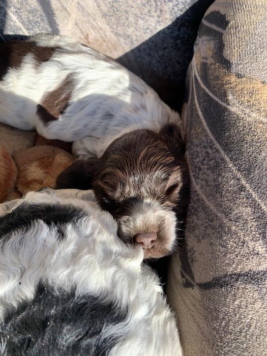 Продам щенят спаниеля