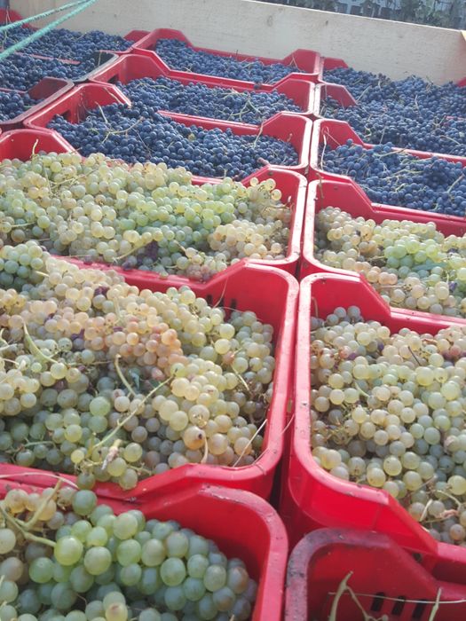 Struguri de vin deținem vie proprie