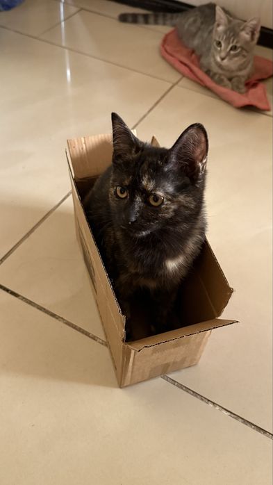 Котенок девочка в добрые руки