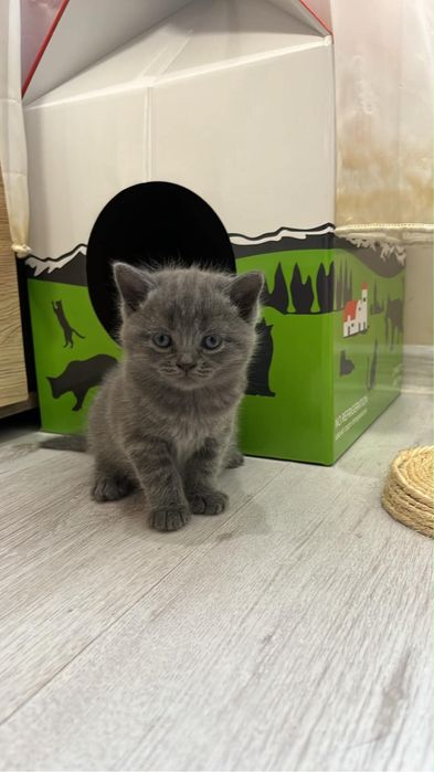 Британски котенца