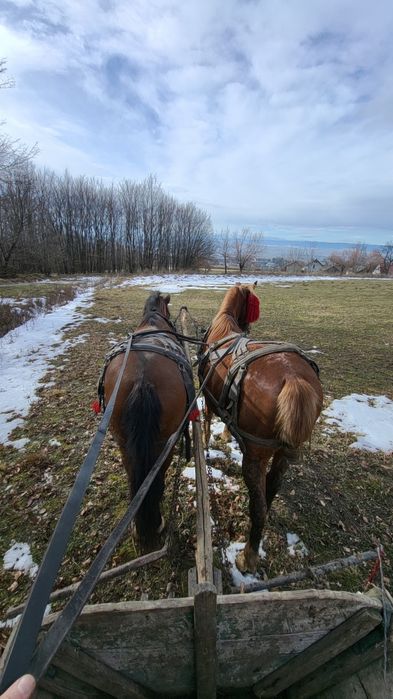 Vând iapa de 7 ani !