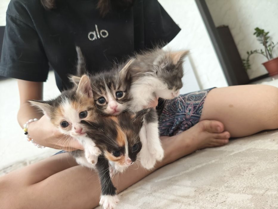 Одам в добрые руки. Котята