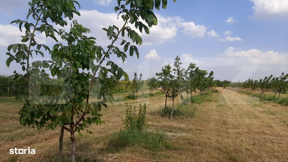 Ferma de nuci - teren agricol, zona Ivesti