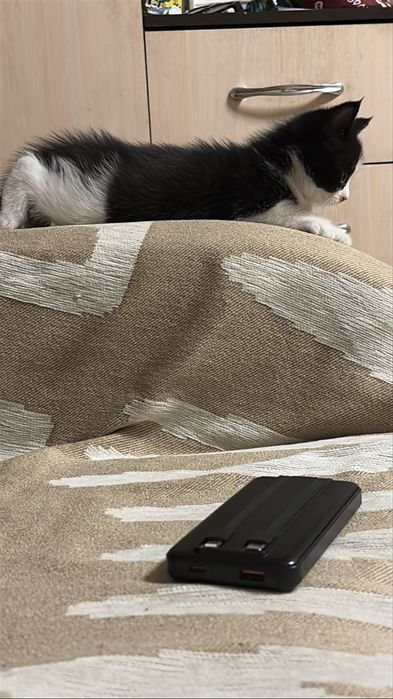Котята девочки Домашние