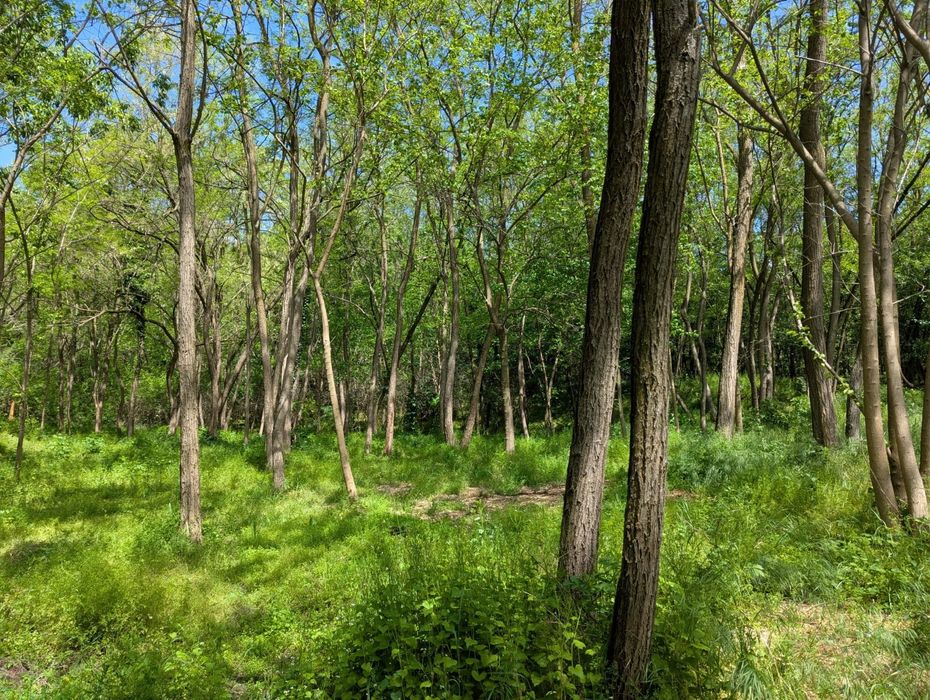 Vand teren intravilan in Bujoreni