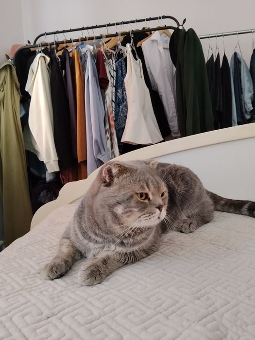 Кот британский вислоухий