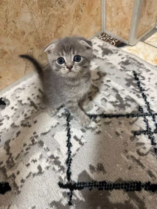 Продаётся котята скотиш фолд