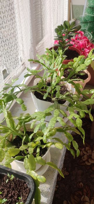 Продам красивые цветы