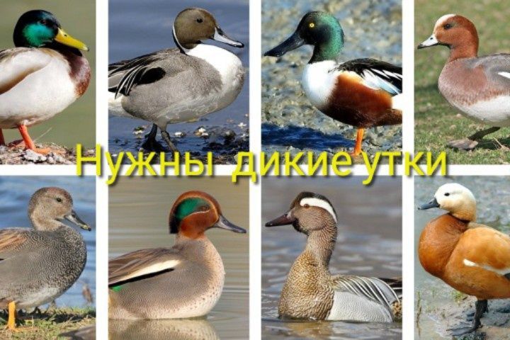 Нужны дикие утки, гуси, лебеди