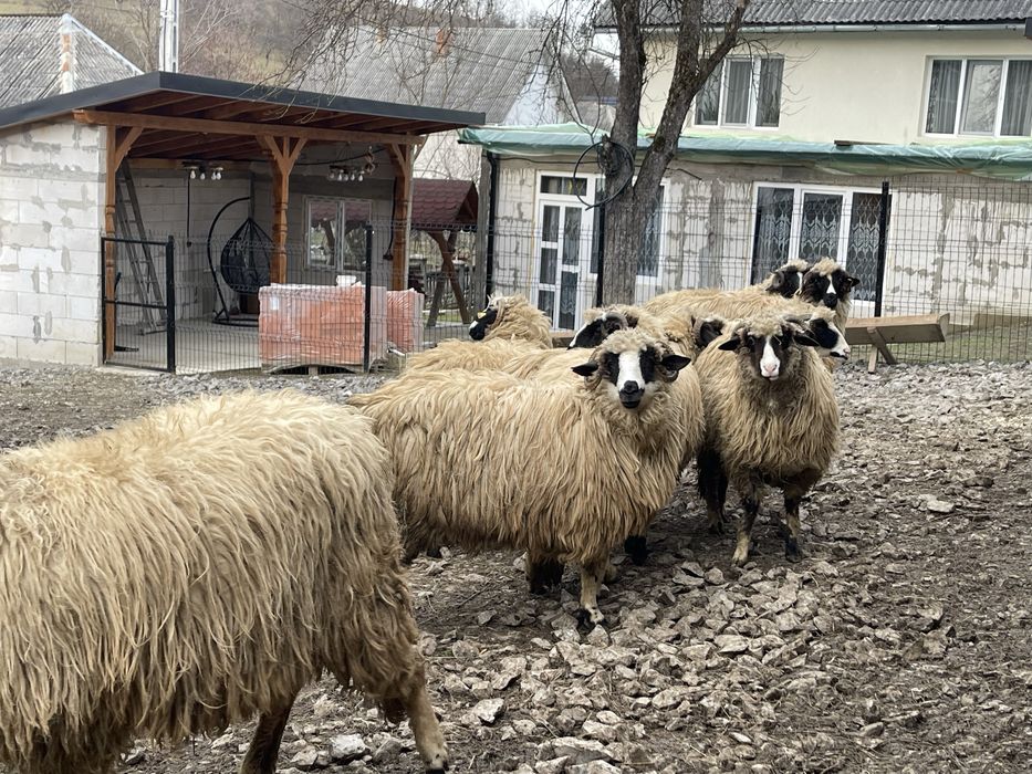 Oi de vanzare(noateni)