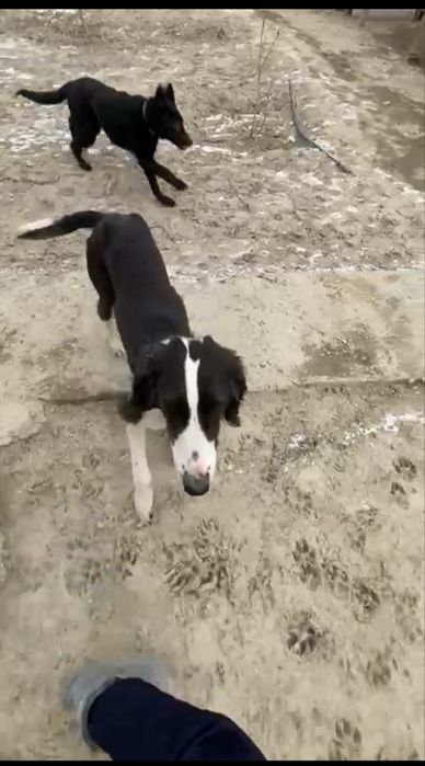 Қазақы тазы сатылады