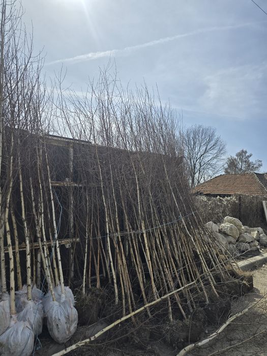 Vând arbori ornamentali 
Platan englezesc , Tei , Mesteacăn , Pin ,