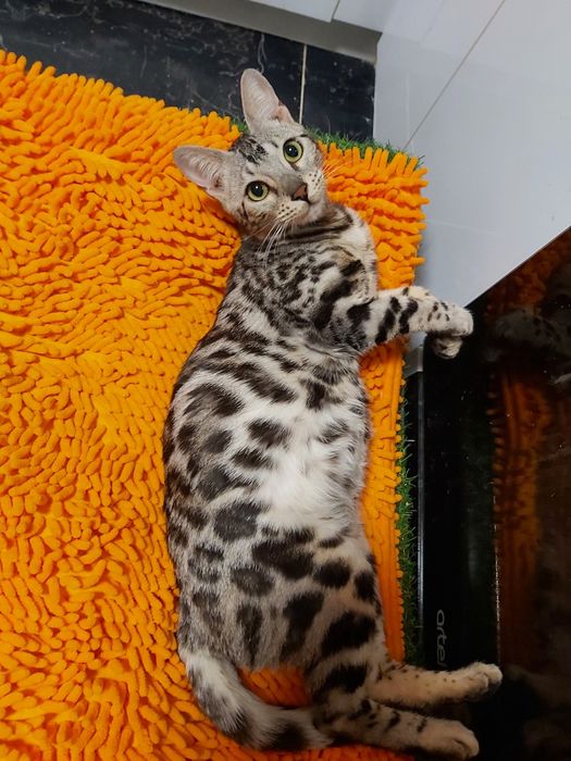 Серебряные Бенгалы ( котята и подростки ) - !