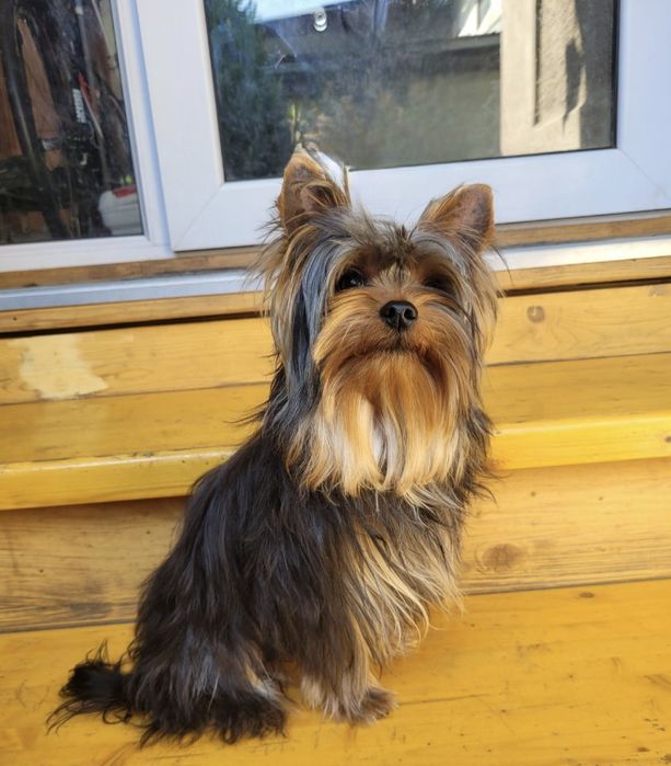 Мартин. на вязку, с опытом!