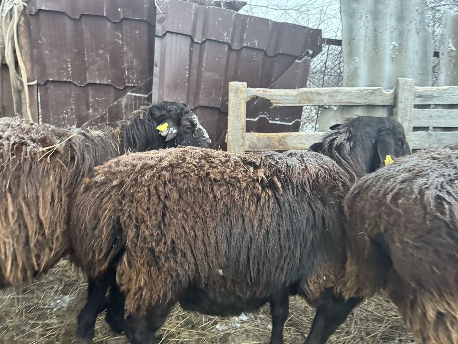 Қошқар баран овцы